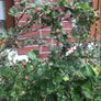 Gooseberry fruit plant Image 3