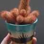 cactus Image 10
