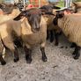 Ewe Lambs Suffock Image 3