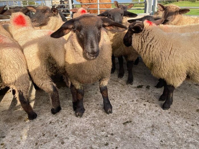 Ewe Lambs Suffock