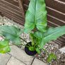 Flowers Calla Lily perennial Image 2
