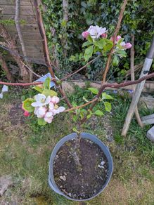 Apple tree James grieve