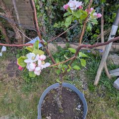 Apple tree James grieve