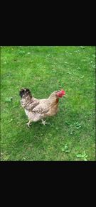 hen poultry