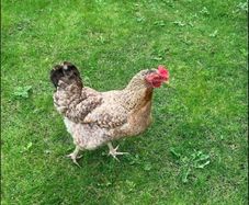 hen poultry