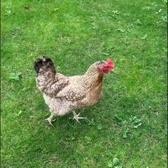 hen poultry