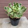 aeonium devil's eye - (rare succulent) Image 4
