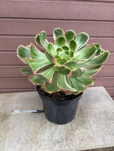 aeonium devil's eye - (rare succulent)