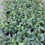 Portuguese Laurel Hedging Image 8