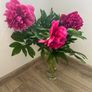 Peony flower Image 2