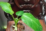 Philodendron Jose Buono