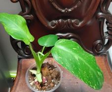 Philodendron Jose Buono