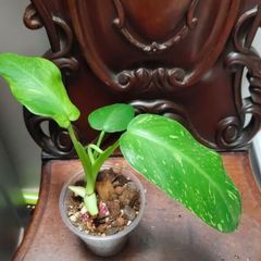 Philodendron Jose Buono