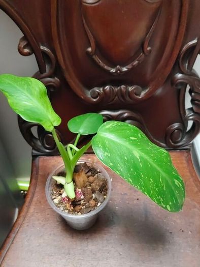 Philodendron Jose Buono