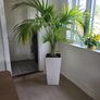 Kentia planter Image 4