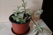 Wandering jew plants in flower.