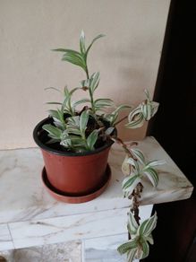 Wandering jew plant in flower.