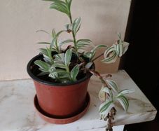 Wandering jew plant in flower.