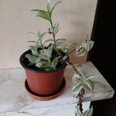 Wandering jew plant in flower.
