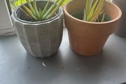 Aloe Vera plant