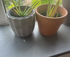 Aloe Vera plant
