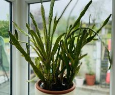 Cactus (large)