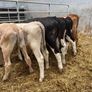 Reared Bull Calfs Image 5