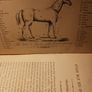 Early 19th century edition/ Clater's Every Man His Own Horse & Cattle Doctor/ Improved/ Miller & Co.Ltd Image 5