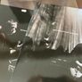Suede - Dog Man Star. 20th Anniversary Live at the Royal Albert Hall. Image 10