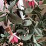 30 inches tall artificial plant Image 3