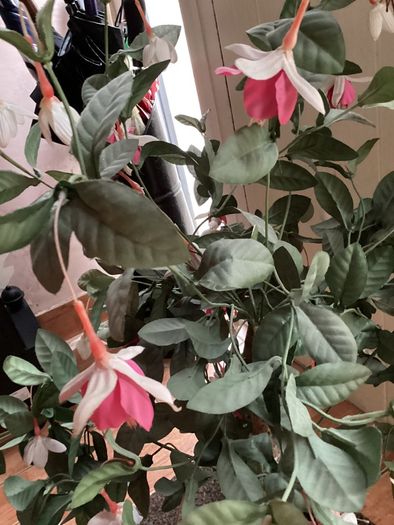 30 inches tall artificial plant