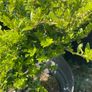 Lonicera Nitida Wilsons honeysuckle Image 3