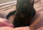 Black smoke kitten