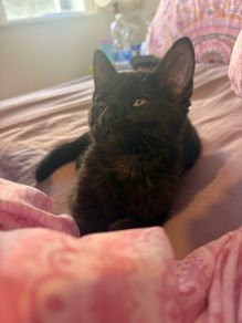 Black smoke kitten