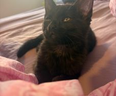 Black smoke kitten