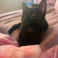 Black smoke kitten