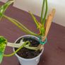 Rare Variegated Philodendron Burle Marx Healthy  Established Image 6