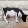 Britains Farm Series 1984 Holstein Cow Approx. 4 cm. Used Please see photos Image 3