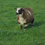 Dutch Spotted Ram Lambs, Spotted Dutch Image 4