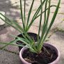 Erimerus Golden Yellow (Foxtail lily) Image 2