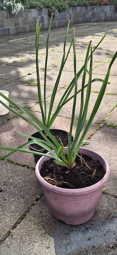 Erimerus Golden Yellow (Foxtail lily)