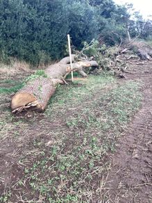 Firewood..trees