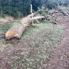 Firewood..trees