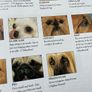 The Illustrated Encyclopaedia of Dog Breeds by Joan Palmer Image 9