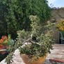 Bonsai tree Image 6