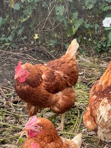Free chickens