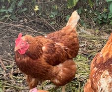 Free chickens