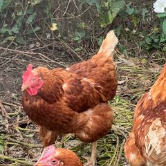 Free chickens
