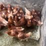 lovely hens Image 6