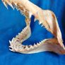 Can post Mako Shark jaw taxidermy Image 7